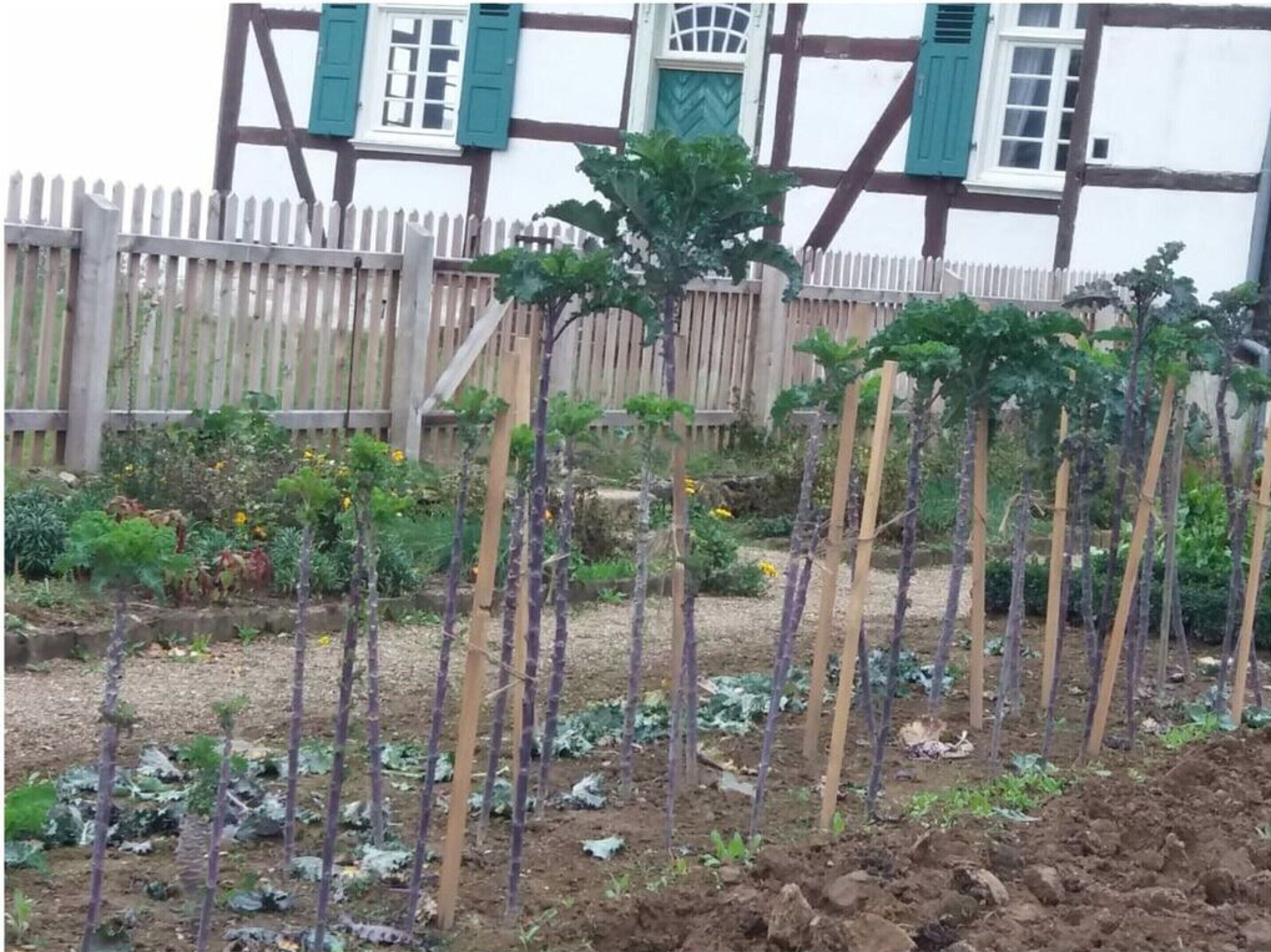 A garden with young plants supported by stakes, a wooden fence, and a building with a white facade and green shutters in the background.