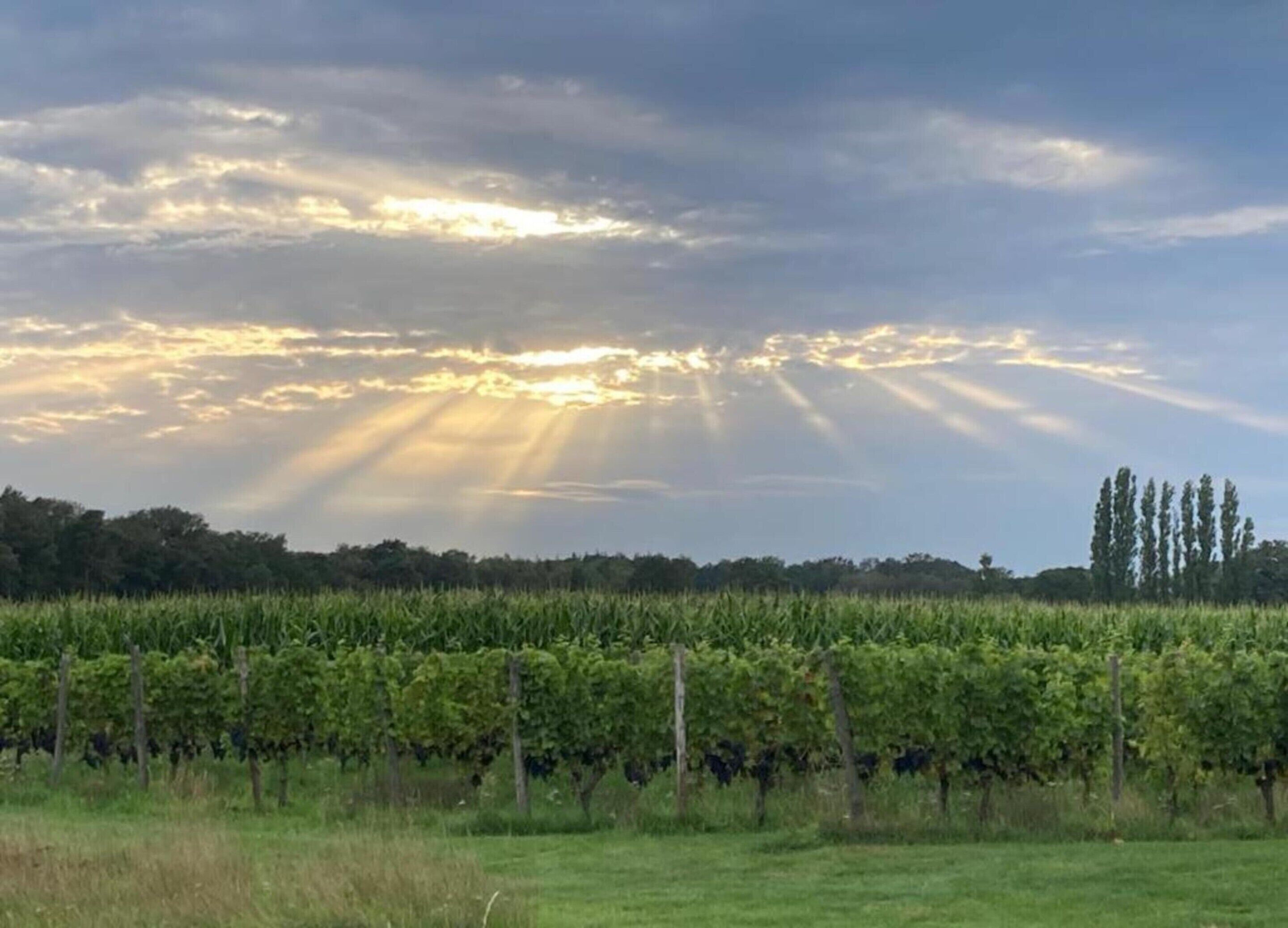 Un vignoble avec des rangées de vignes et une rangée d’arbres en arrière-plan.