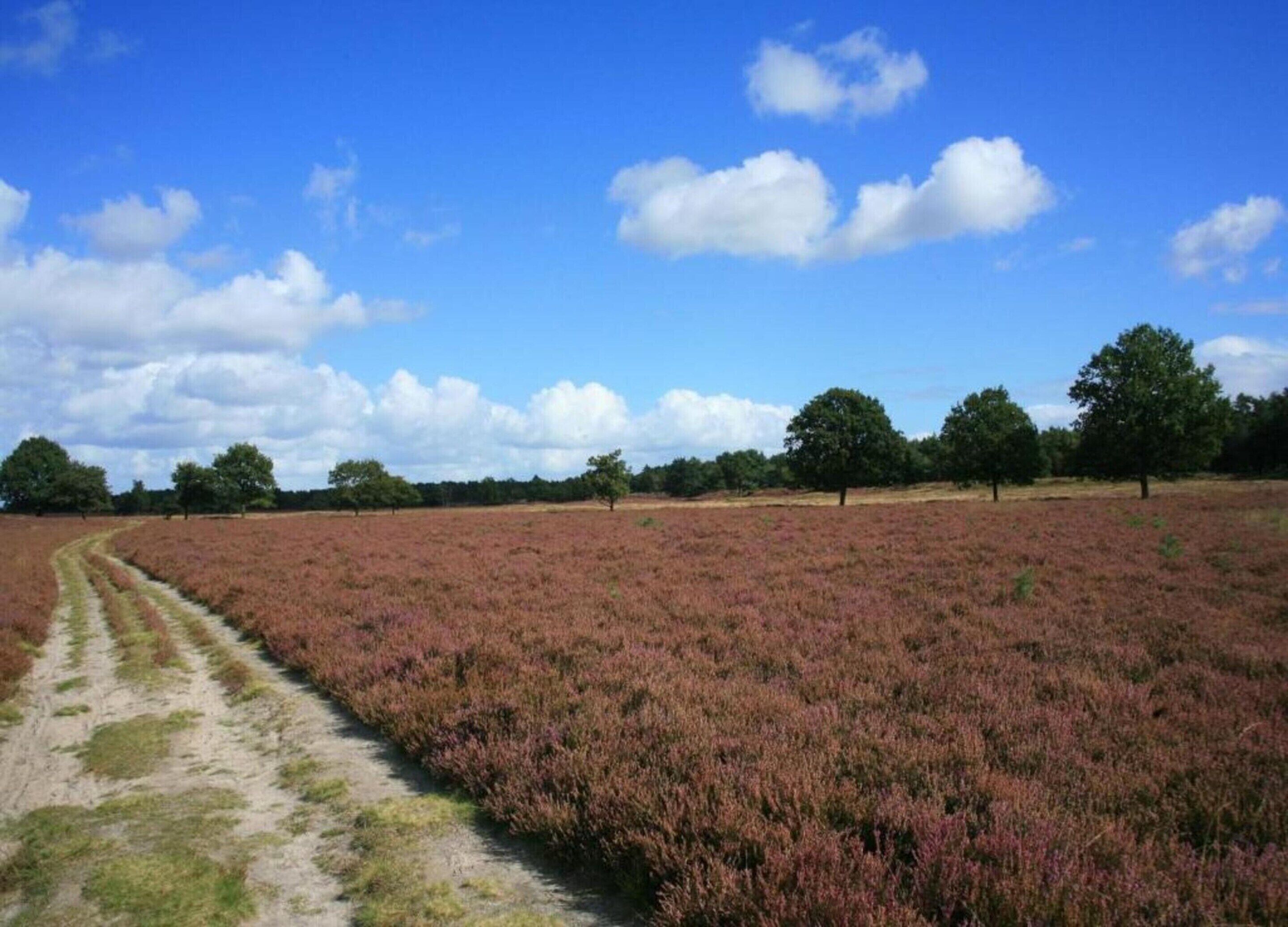 Eine weite, offene Feldlandschaft mit einem Feldweg, der hindurchführt, umgeben von Bäumen und einem klaren, blauen Himmel.