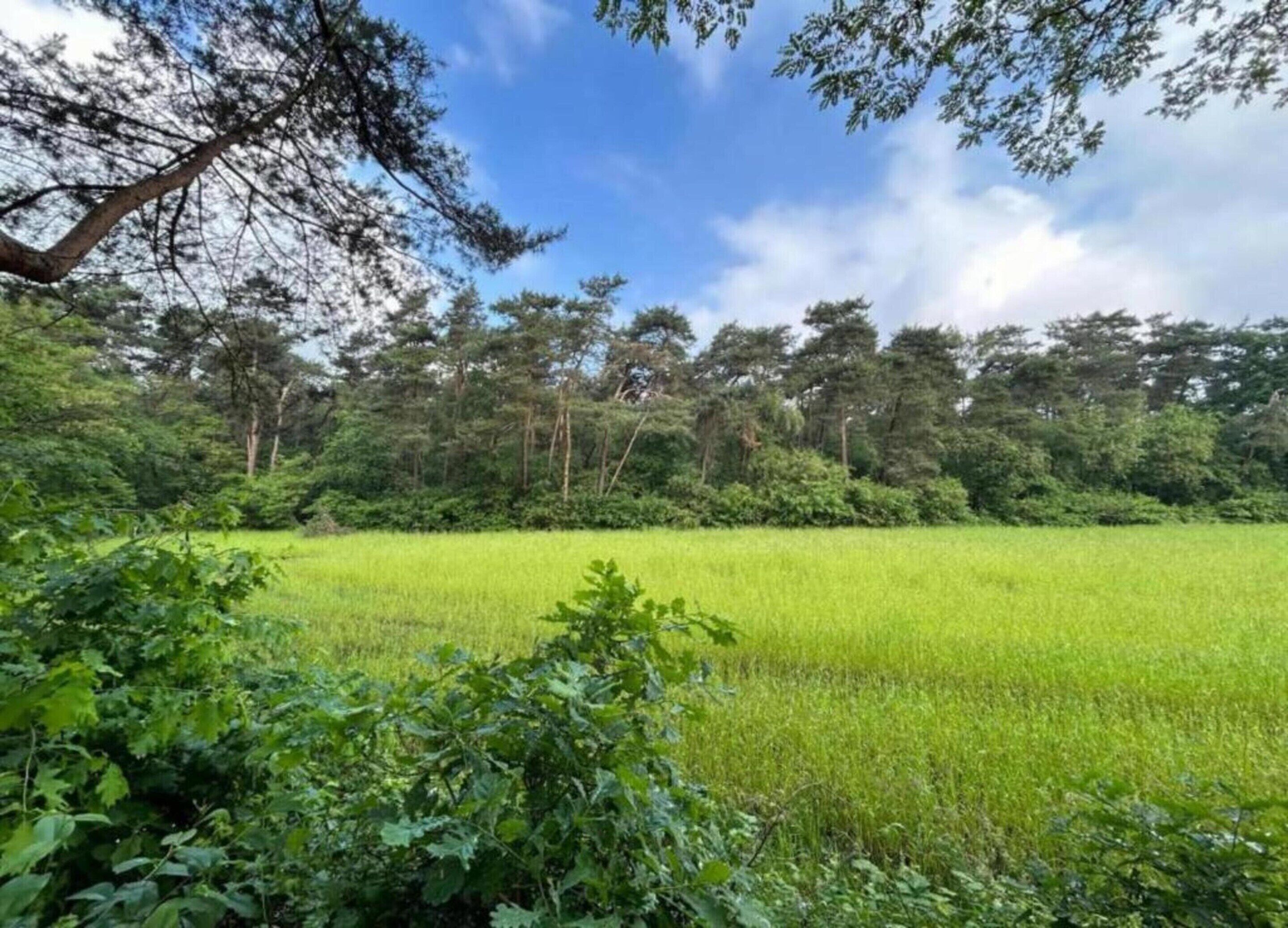 A lush green field with a dense forest in the background.