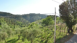 Ein Weinberg mit Rebenreihen und einer Straße am Rande.