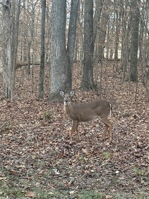 A deer in a forest with leaf-covered ground and trees. - Hyco Hills Hideaway- private location, close to VIR, fast wi-fi, HOT TUB (Semora)