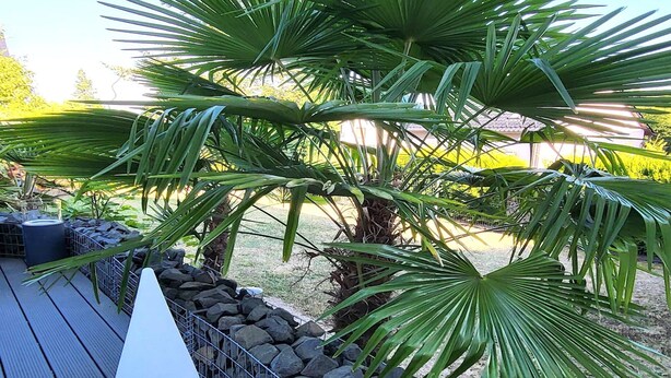 A palm tree in a garden area with a wooden deck and a stone wall. - Regal Apartment in Pracht With Garden and Grill (Pracht)