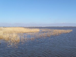 A calm water body with tall grasses and a clear sky.