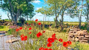 A garden with red poppies and trees. - 5 Star Holiday Home in Borgholm (Borgholm)