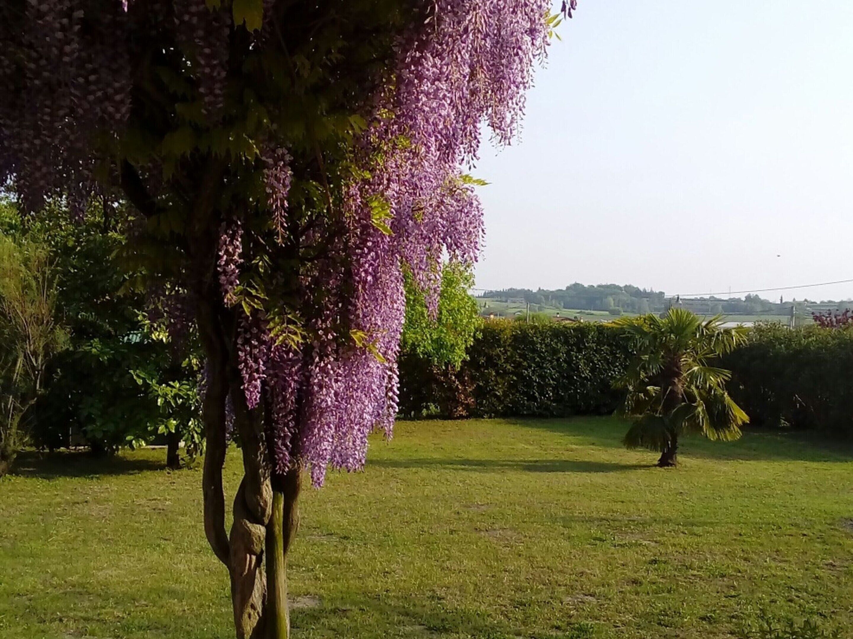 Ferienhaus | Garten