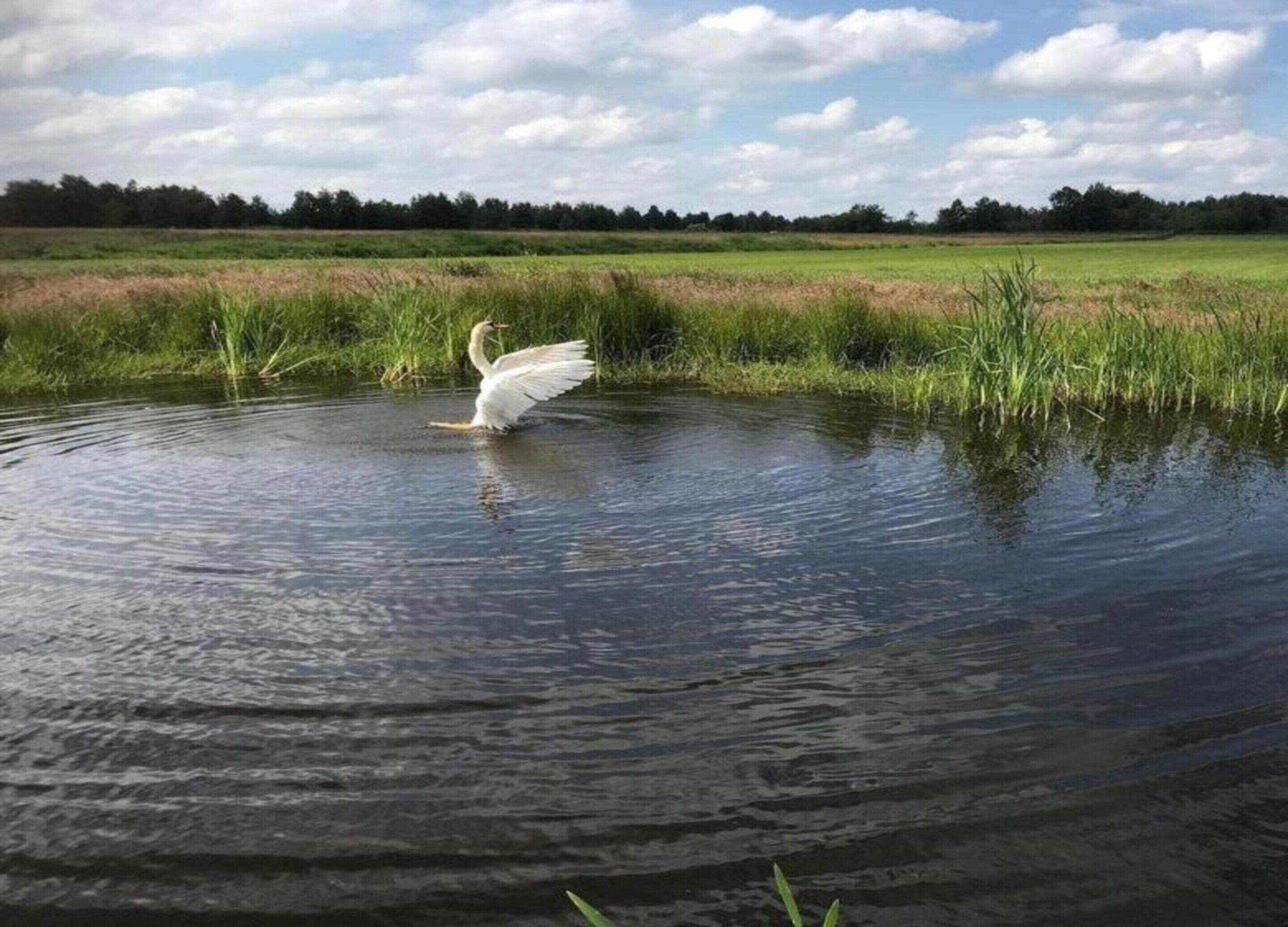 A white bird standing in a body of water with a grassy field and trees in the background.