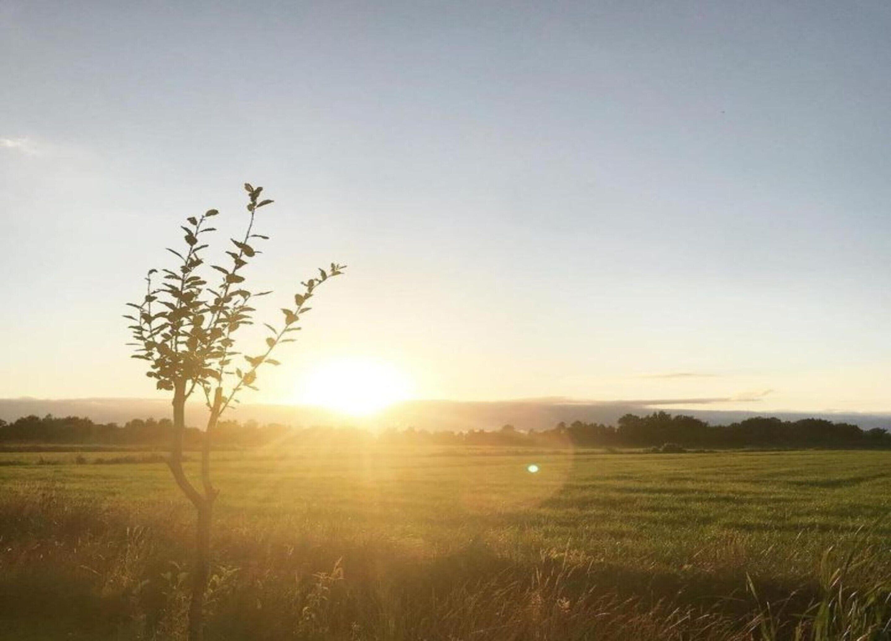 A field with a single tree silhouetted against a sunrise.