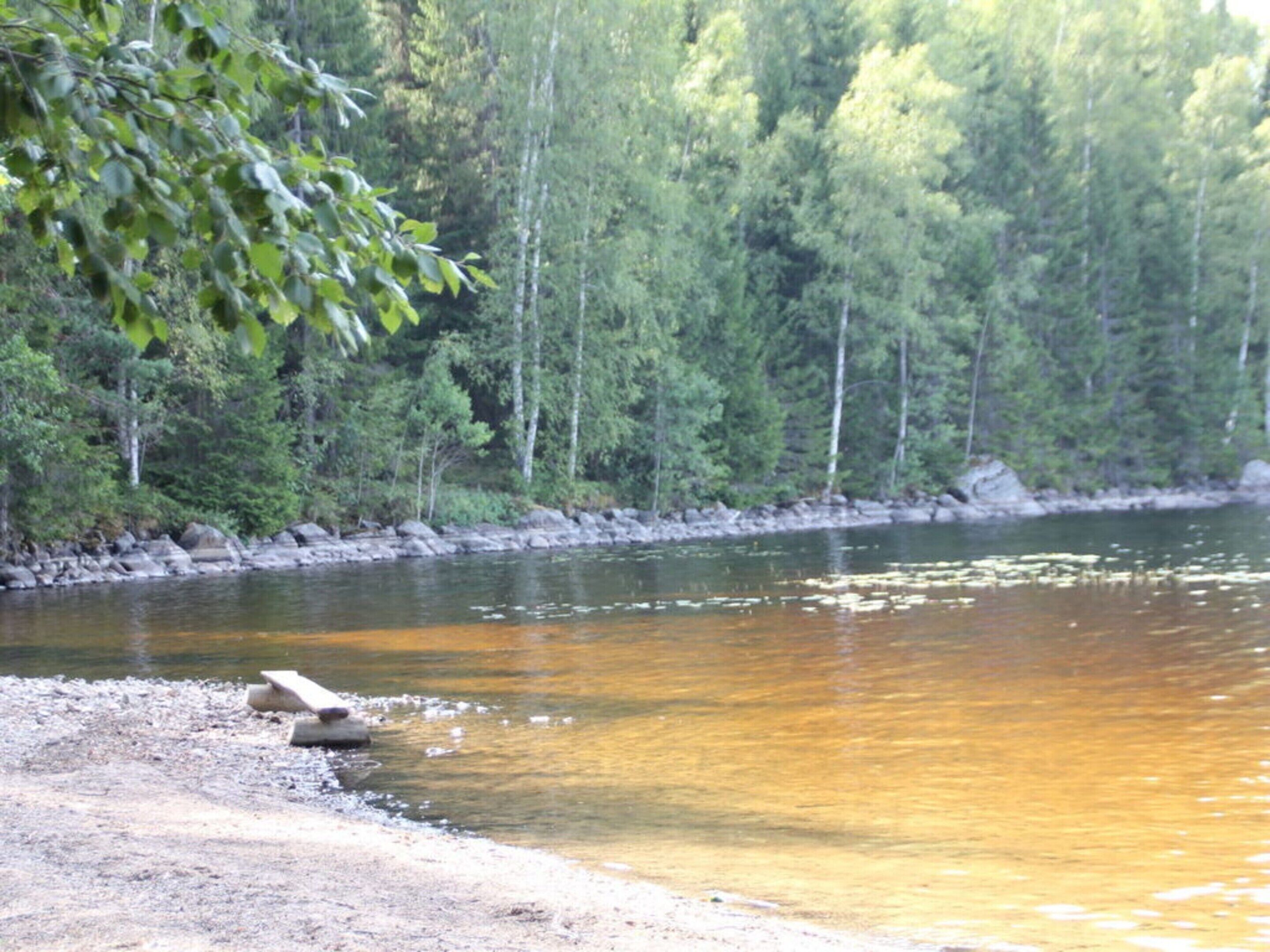 A river with a rocky shore and dense forest in the background.
