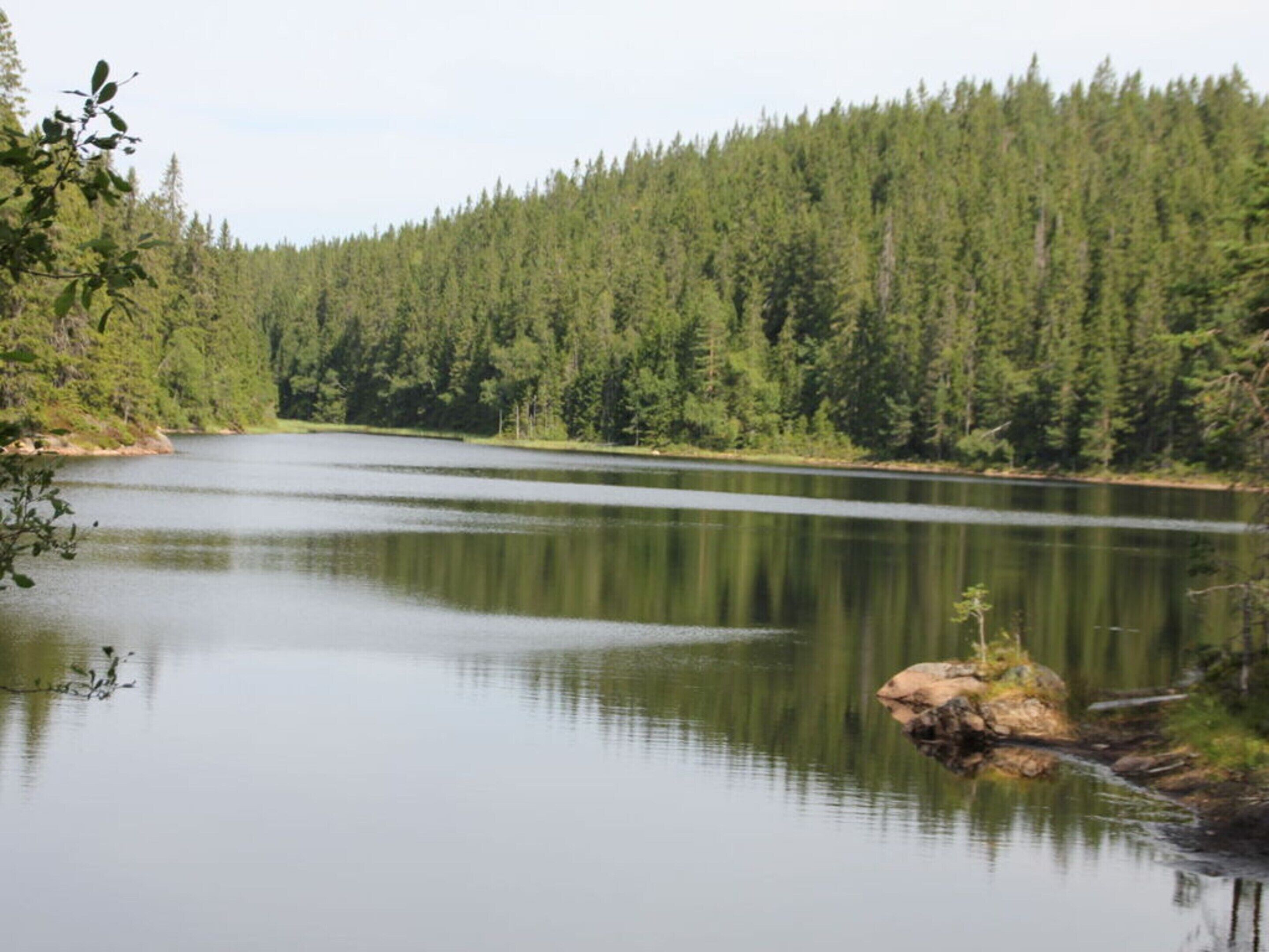 Un lago tranquilo rodeado de un bosque denso.