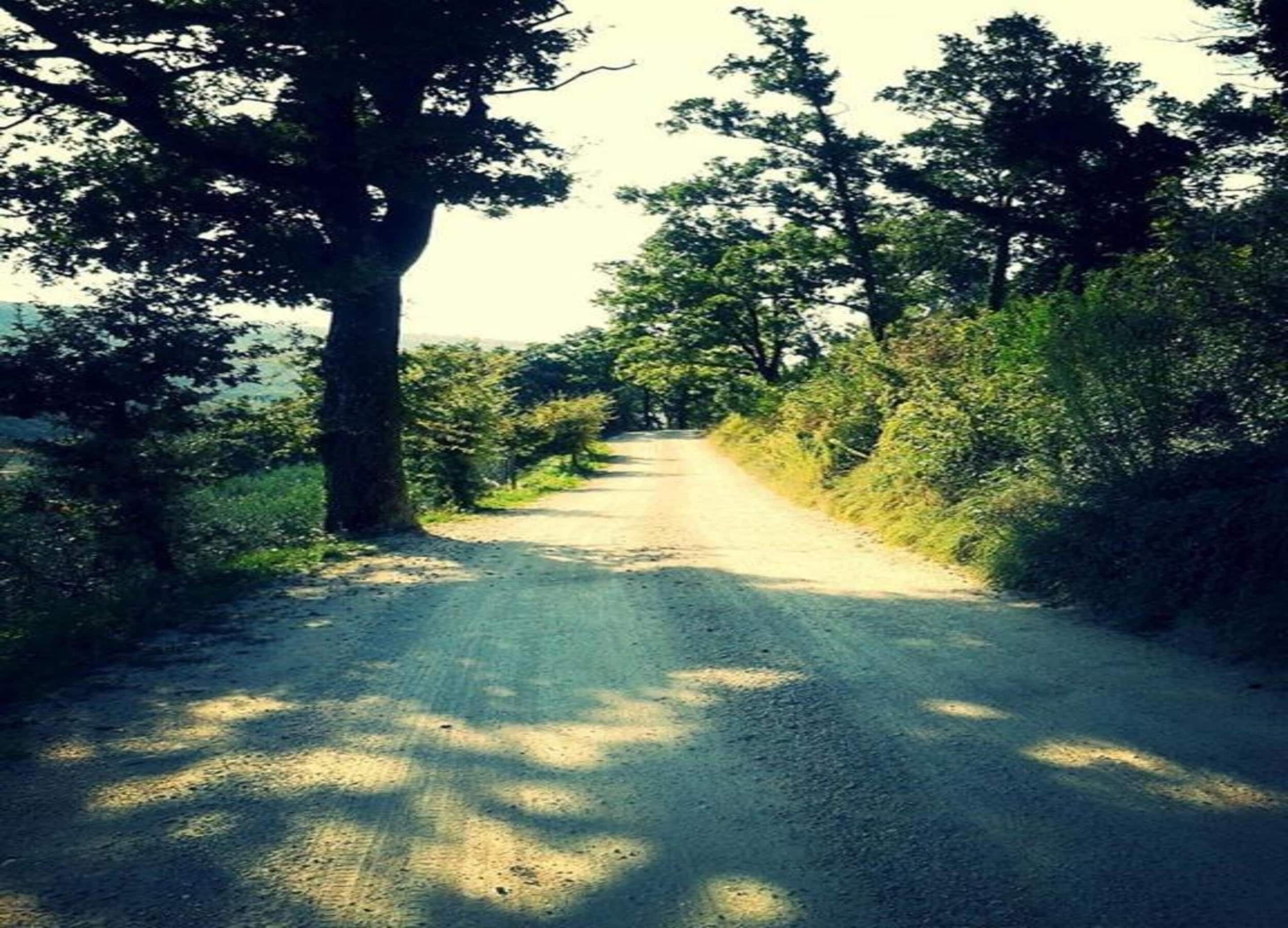 Un chemin de terre qui traverse une zone rurale, bordé d’arbres et de végétation.