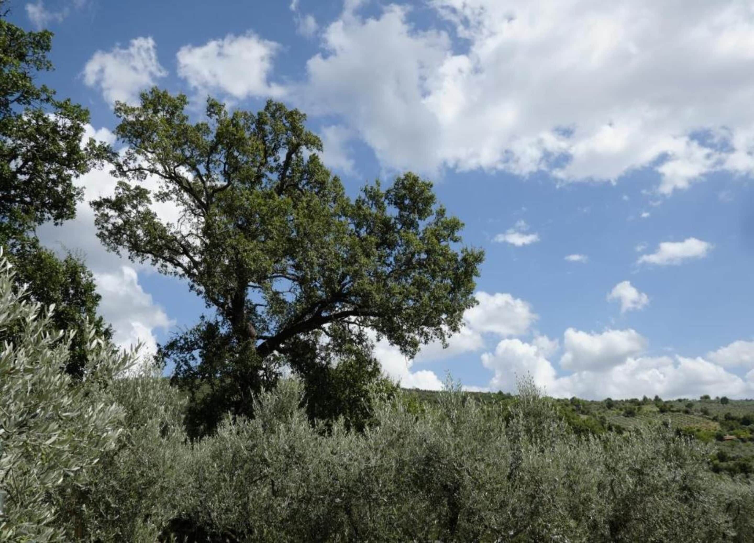 Un arbre dans un paysage naturel, sous un ciel dégagé.