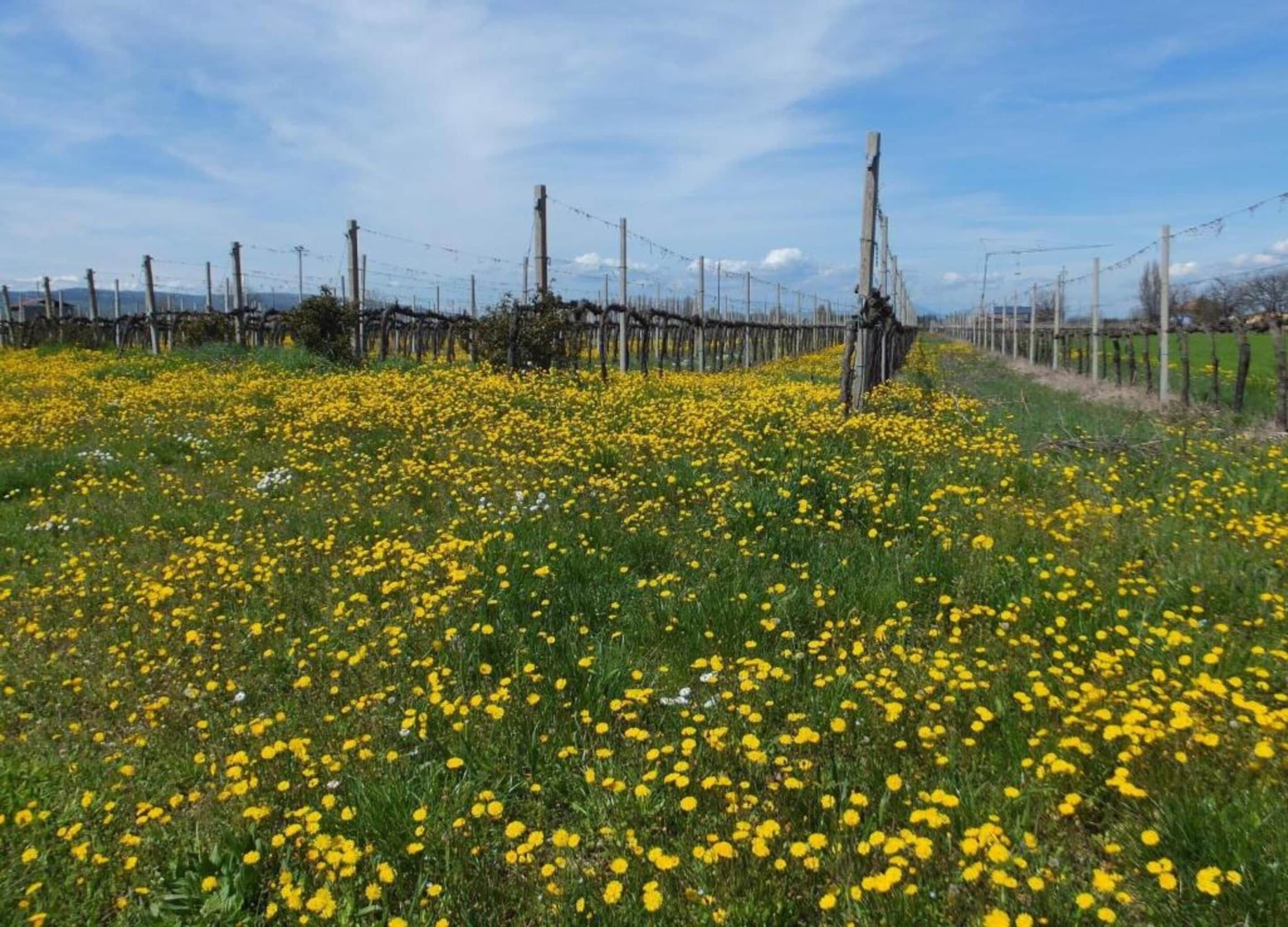 En blomstereng med gule blomster og et hegn i baggrunden.