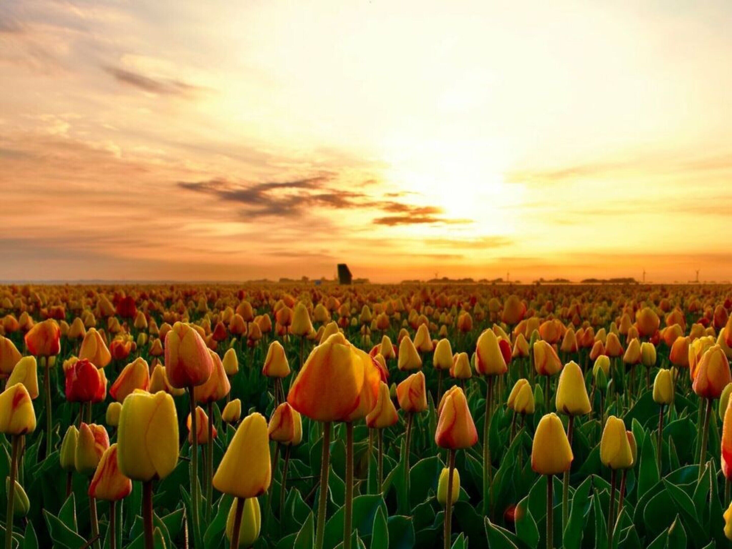 Um campo de tulipas ao pôr do sol, com um edifício ao longe.