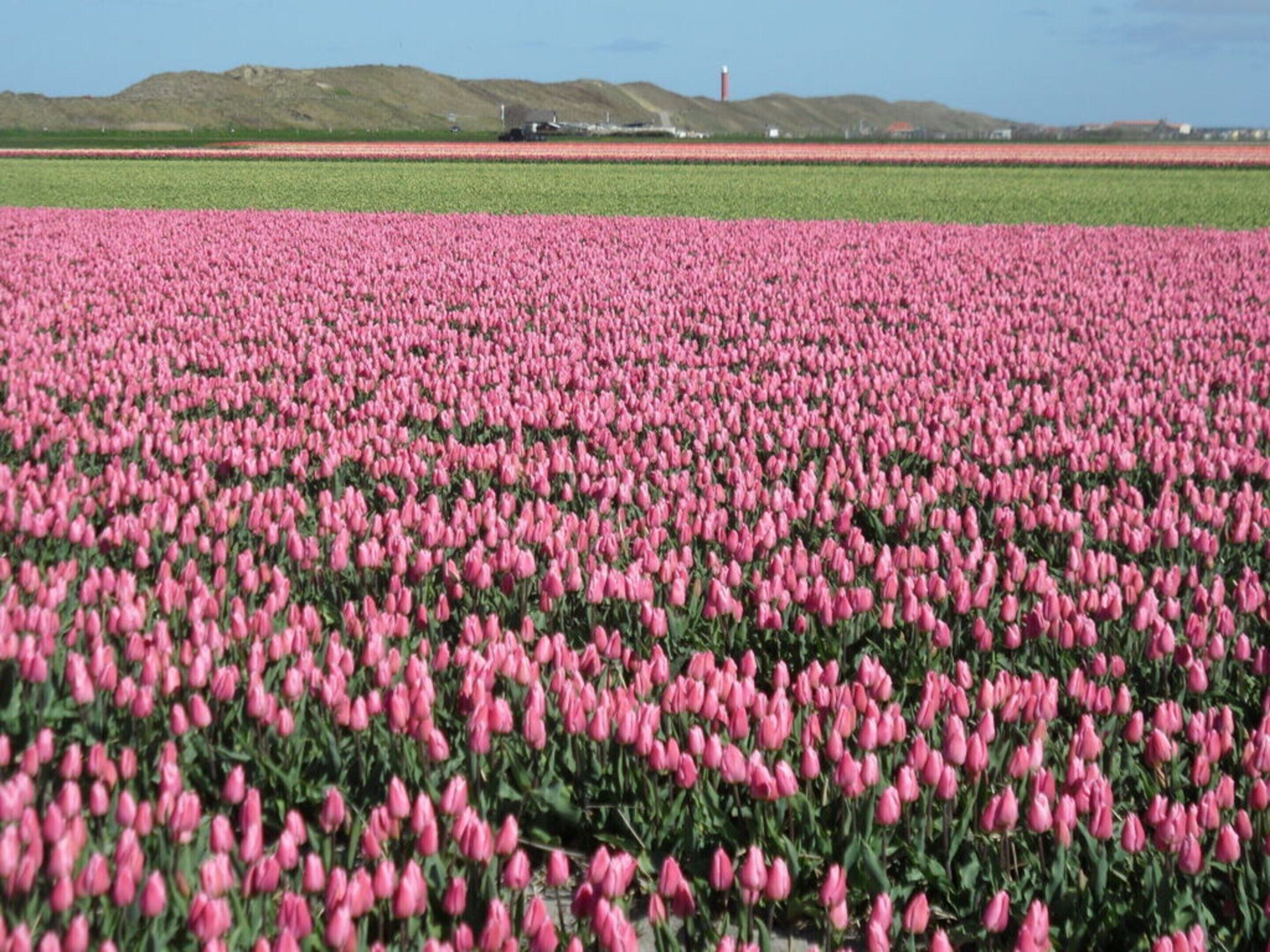 A field of pink tulips with a distant view of green fields and a red tower.