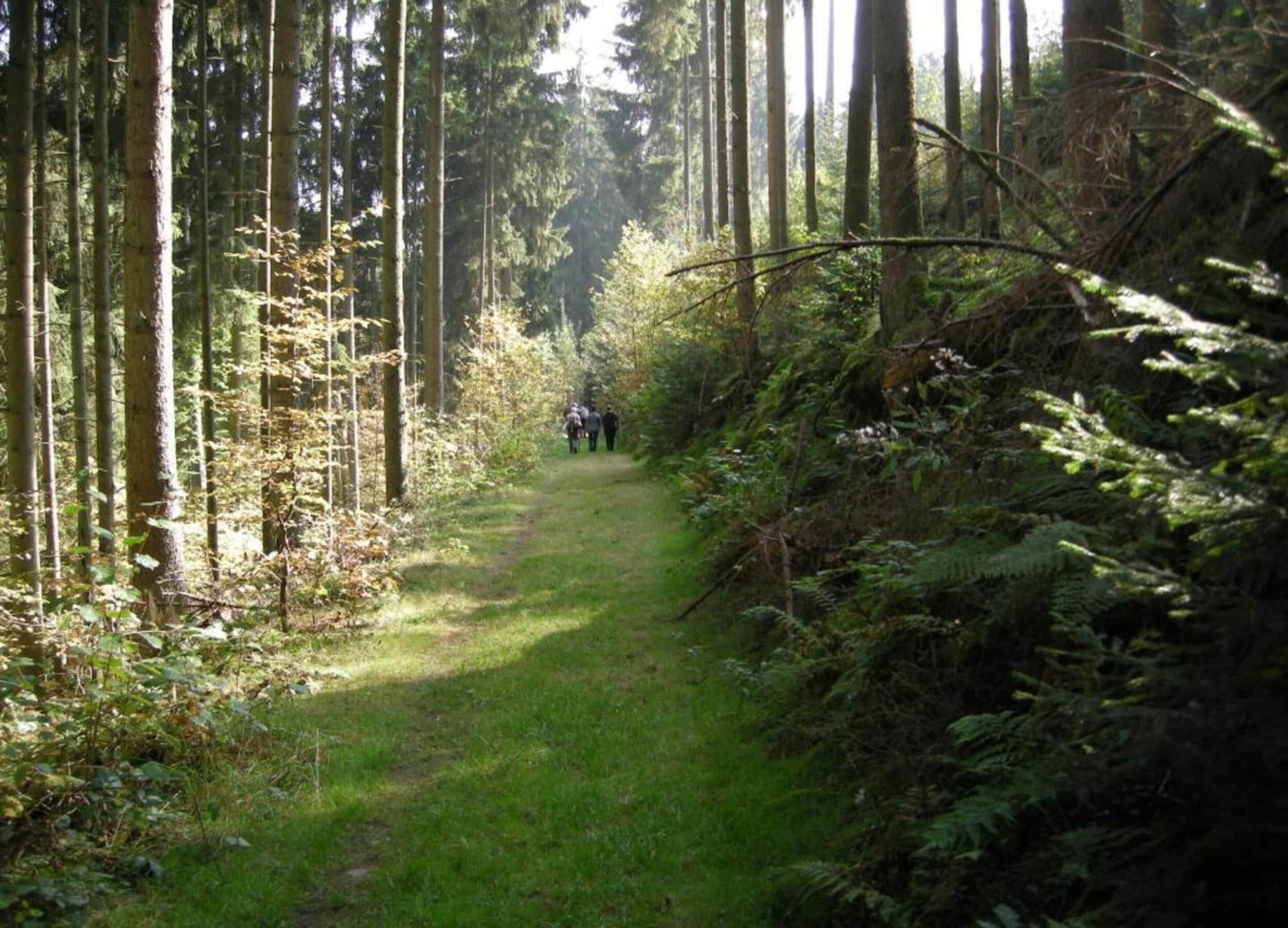 A forest path with tall trees and dense underbrush.