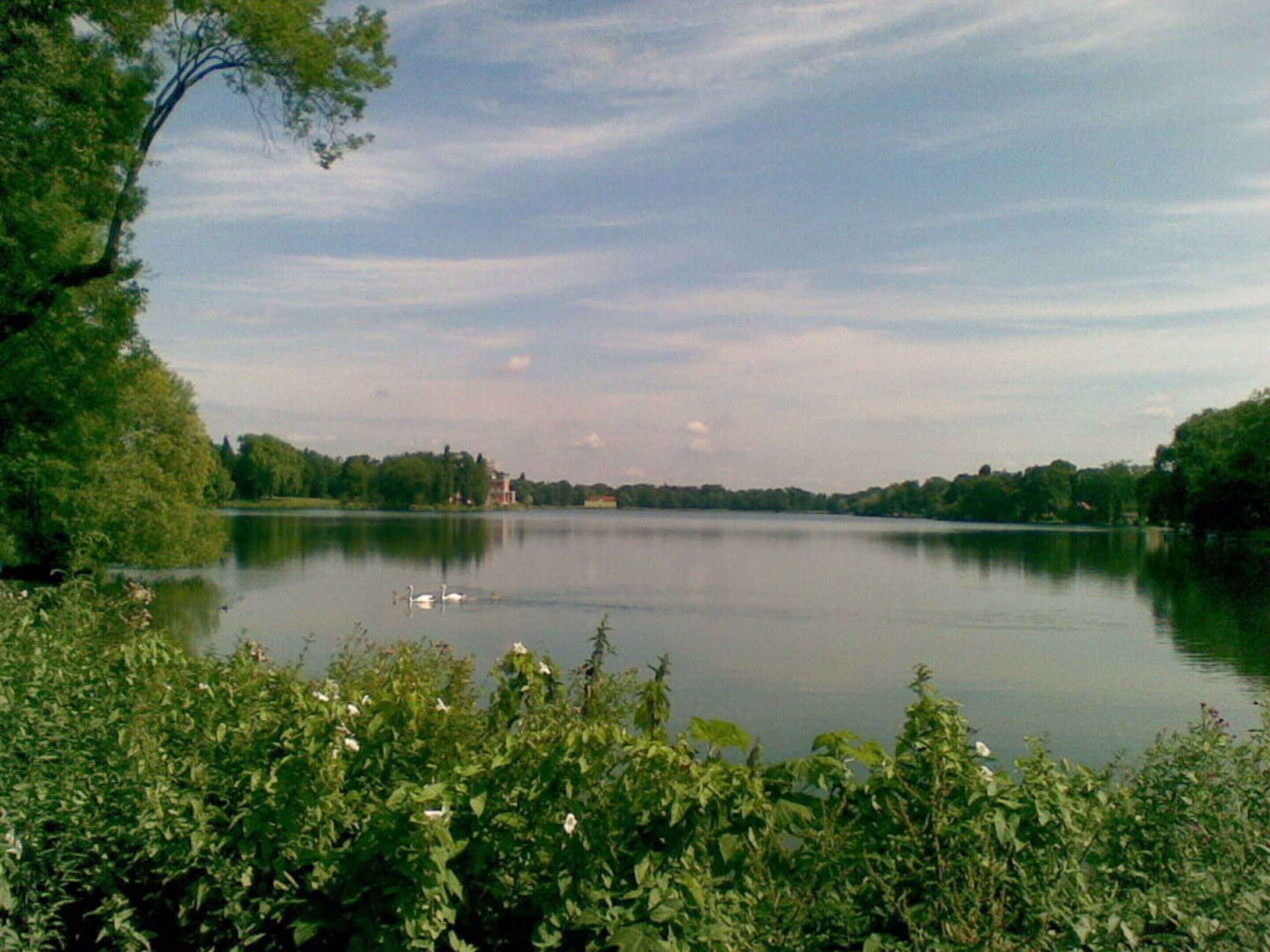 A calm lake with swans, surrounded by lush greenery and trees.