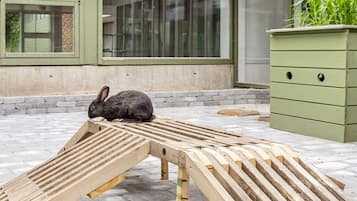 Une rampe en bois sur laquelle se trouve un lapin, un meuble vert et, au fond, un bâtiment doté de grandes fenêtres.