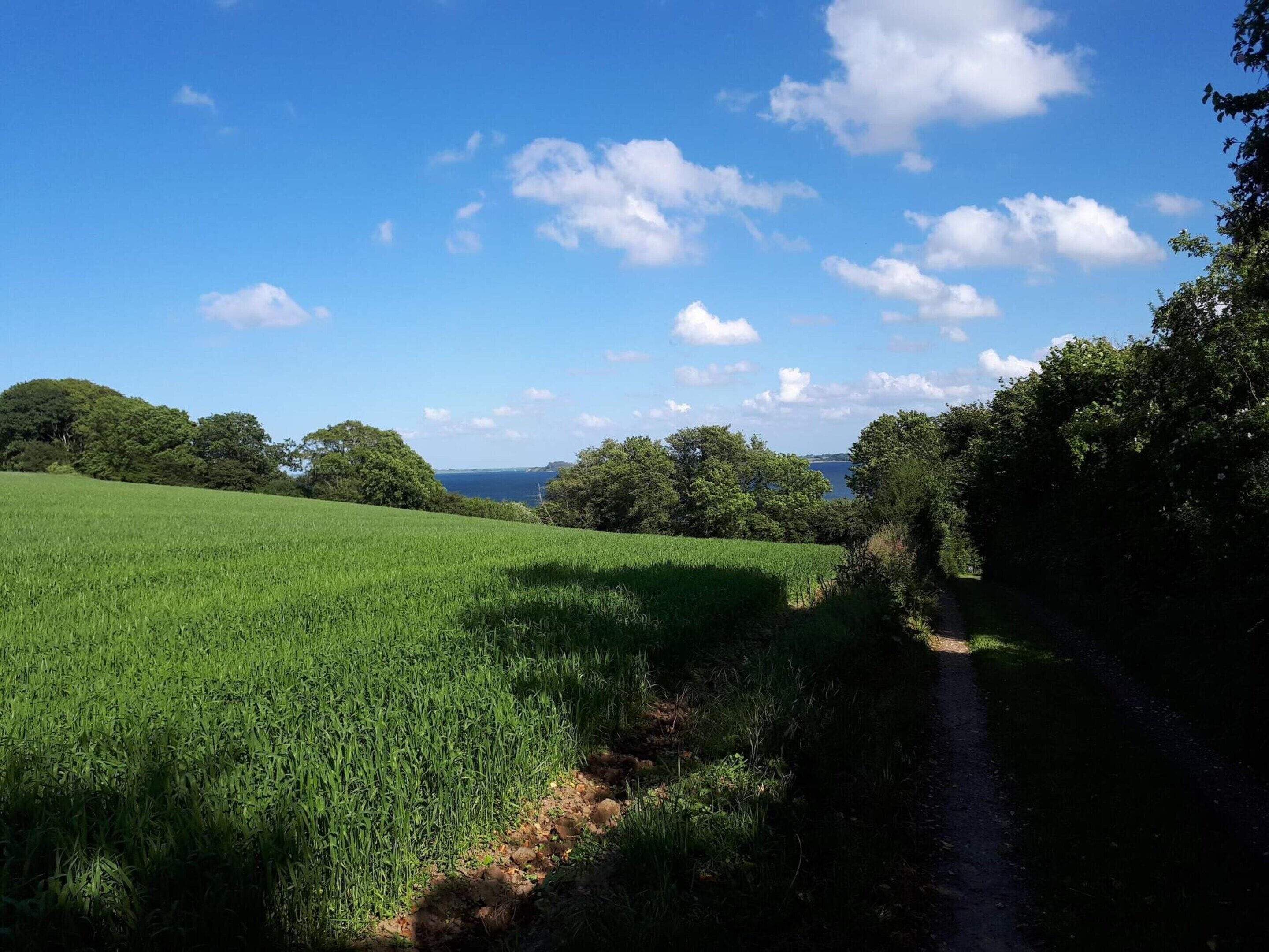 A rural landscape with a dirt path leading through a green field and trees, under a clear blue sky.