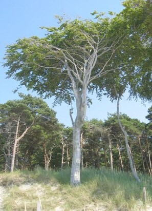 A tall tree with a thick trunk and dense foliage in a natural setting. - Holiday Home Der Schwelmer (Zingst)
