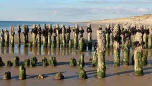 Een strand met talloze verticale houten palen bedekt met groene alg.