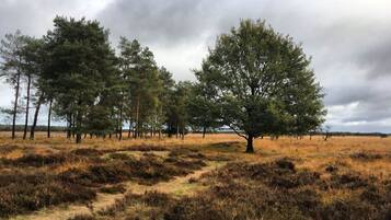 A natural landscape with a variety of trees and a dirt path.