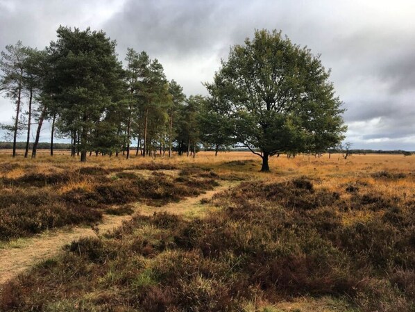 Un paysage naturel avec une variété d’arbres et un sentier de terre.