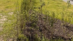 A park with a modern building, open grassy areas, and trees. - Pavilion 6 People With Storage Space (Zorgvlied)