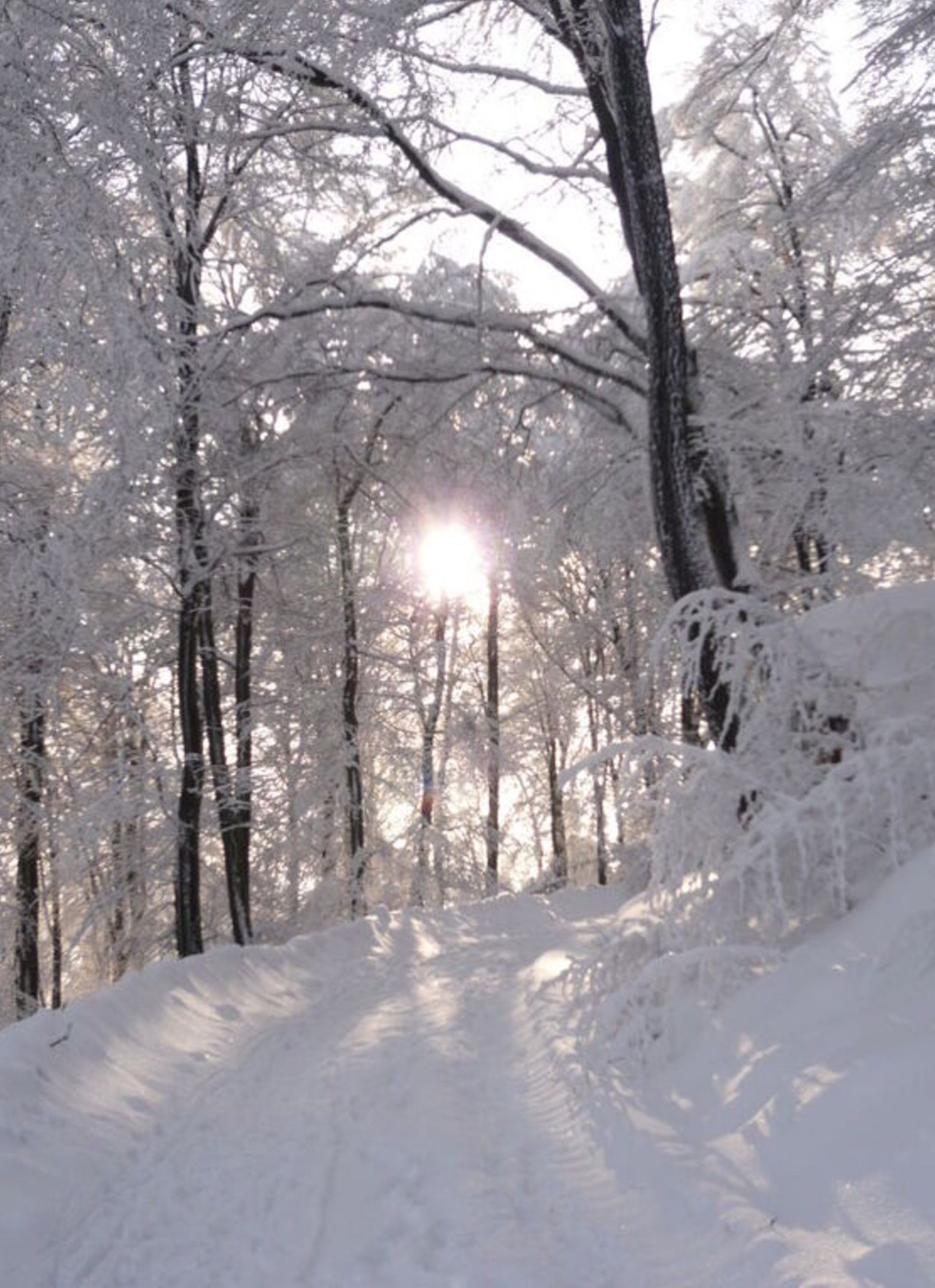 A snow-covered forest path with sunlight filtering through the trees.