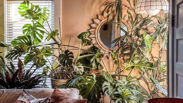 Une pièce dotée d’un grand miroir, de différentes plantes en pot et d’un luminaire suspendu.