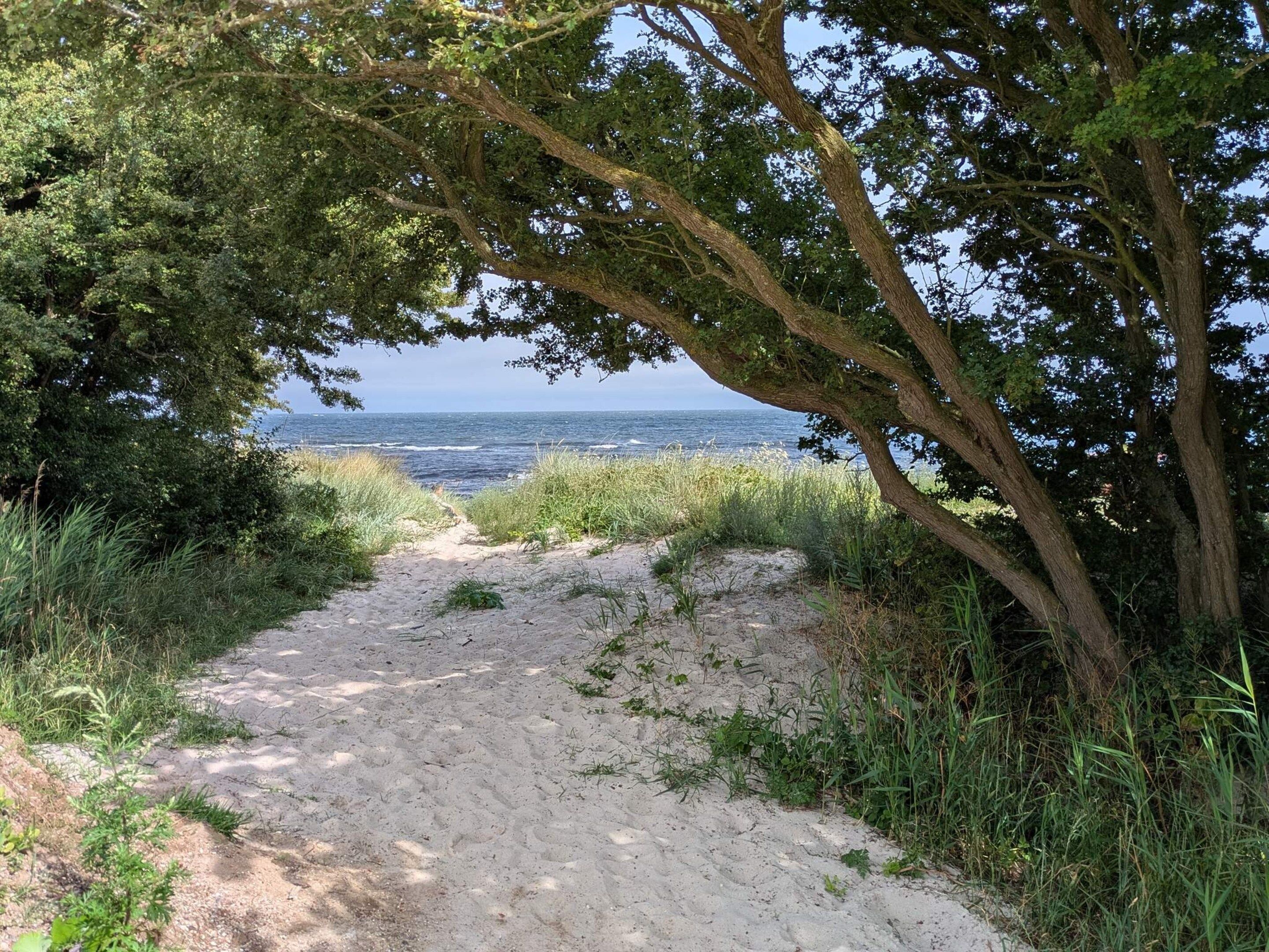 Un sendero arenoso que conduce a una playa con densa vegetación a un lado.