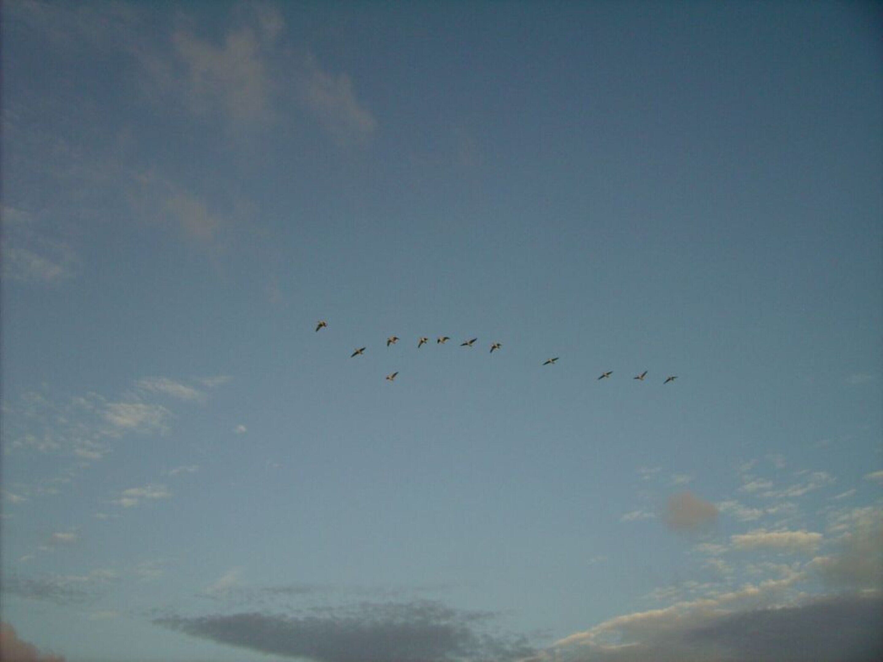 A clear sky with a flock of birds flying in formation.