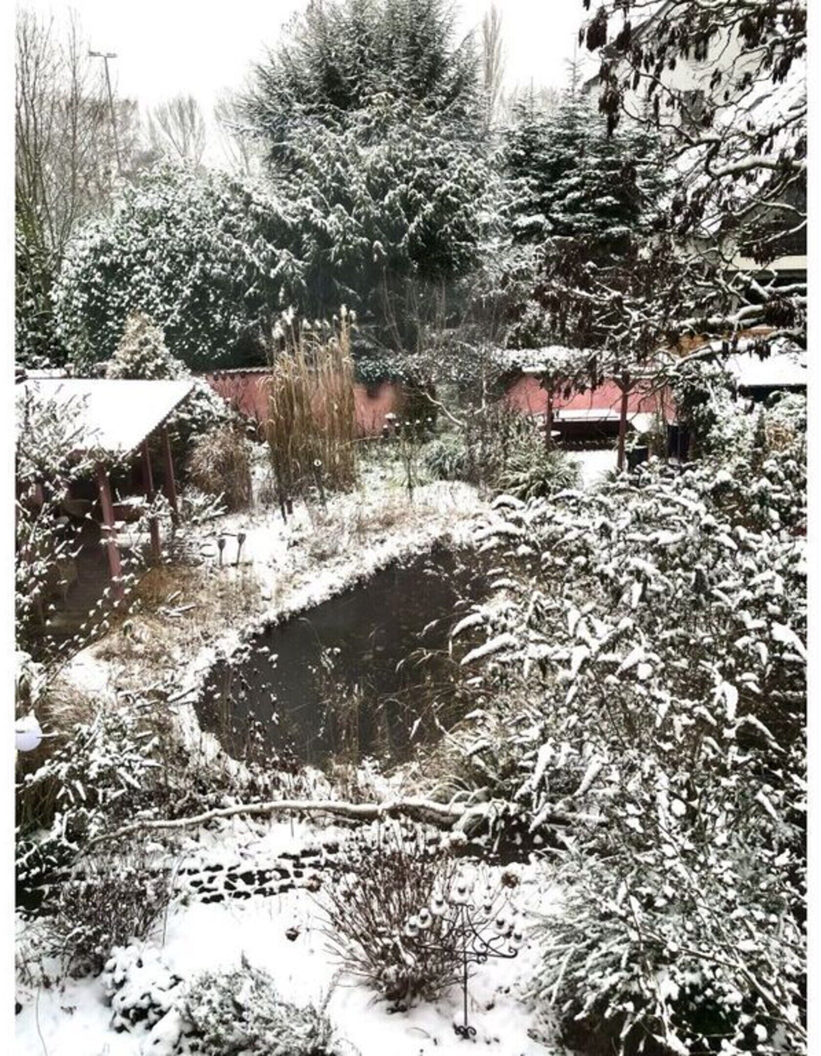 A snowy garden with a pond, surrounded by trees and a building.