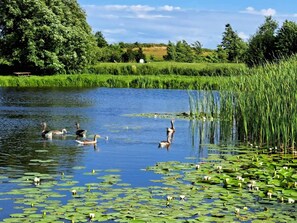 A calm pond with ducks and lily pads, surrounded by lush greenery and trees. - 4 Star Holiday Home in Humble (Sydlangeland)