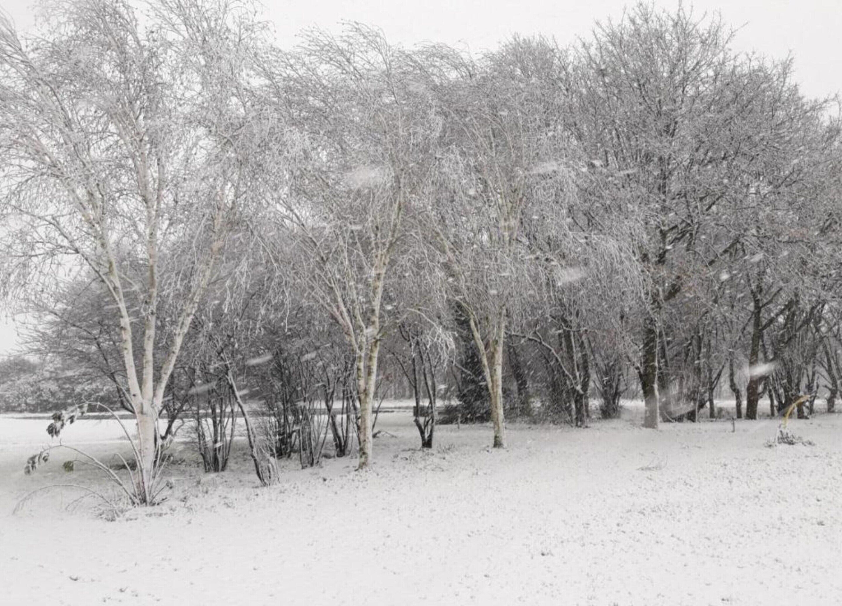 A snowy landscape with leafless trees and a clear path.