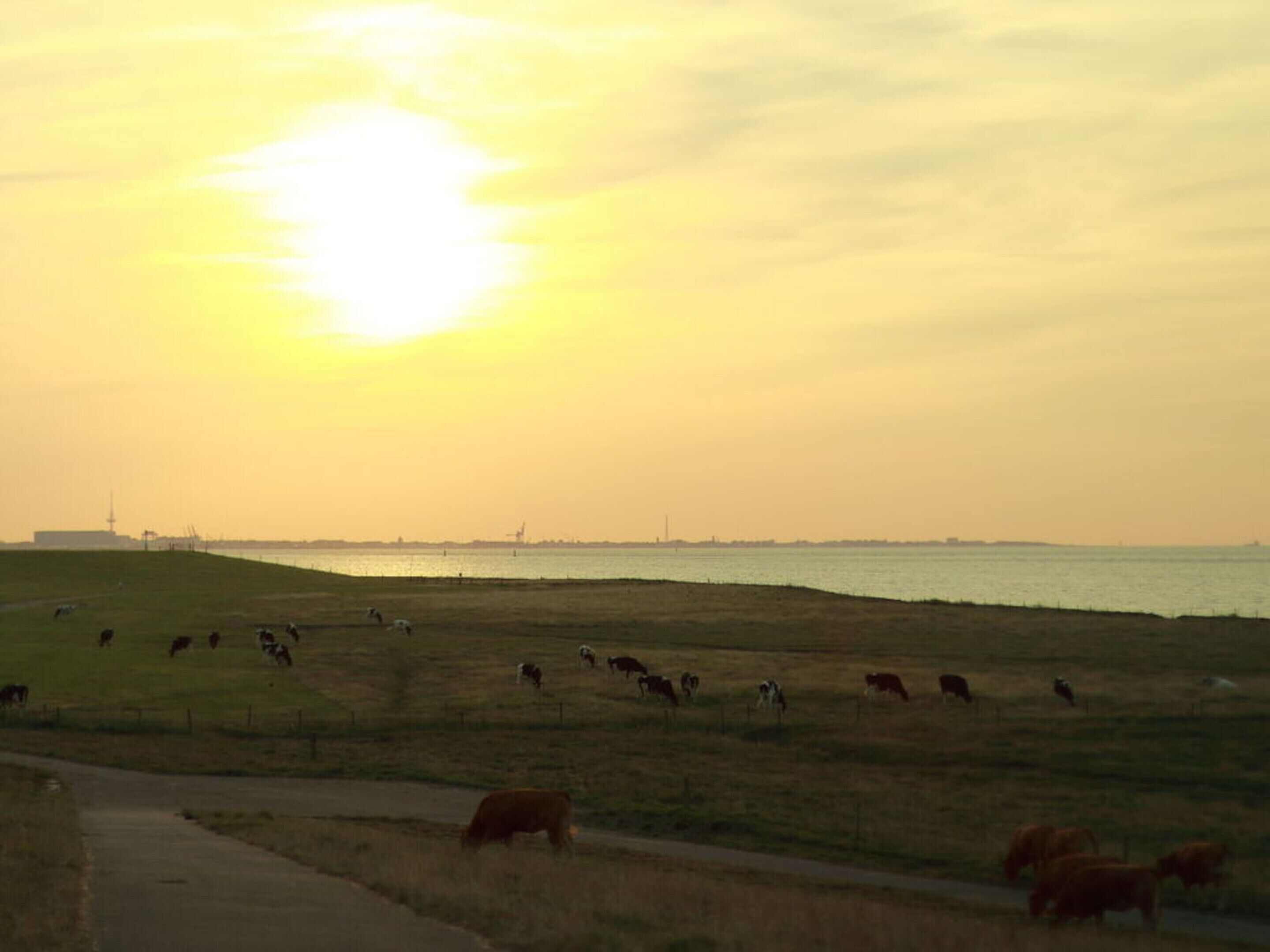 A sunset over a grassy field with cows grazing.