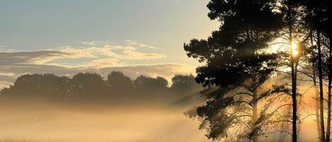 A misty landscape with trees and a clear sky.