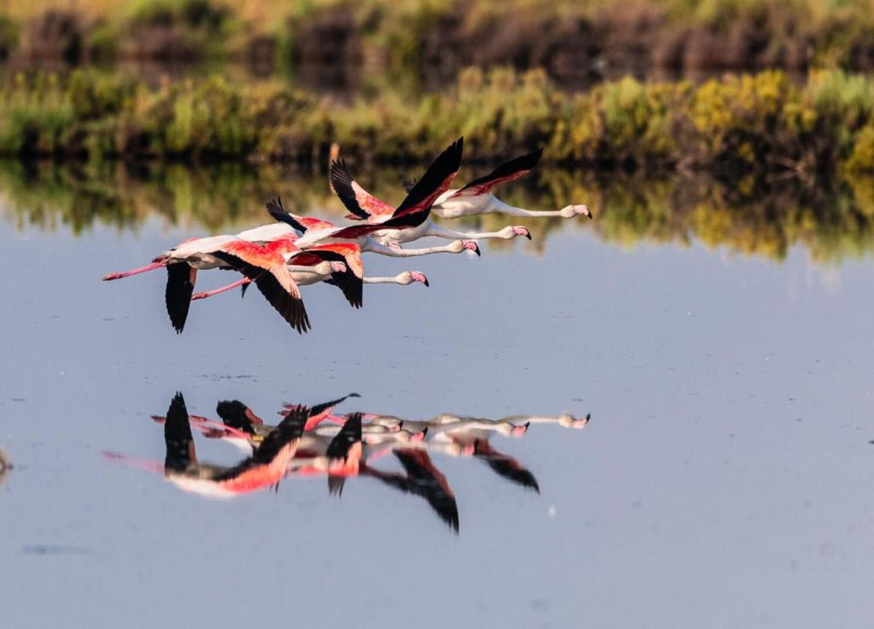 Een groep flamingo's vliegt over een wateroppervlak, waarbij hun weerspiegeling zichtbaar is.
