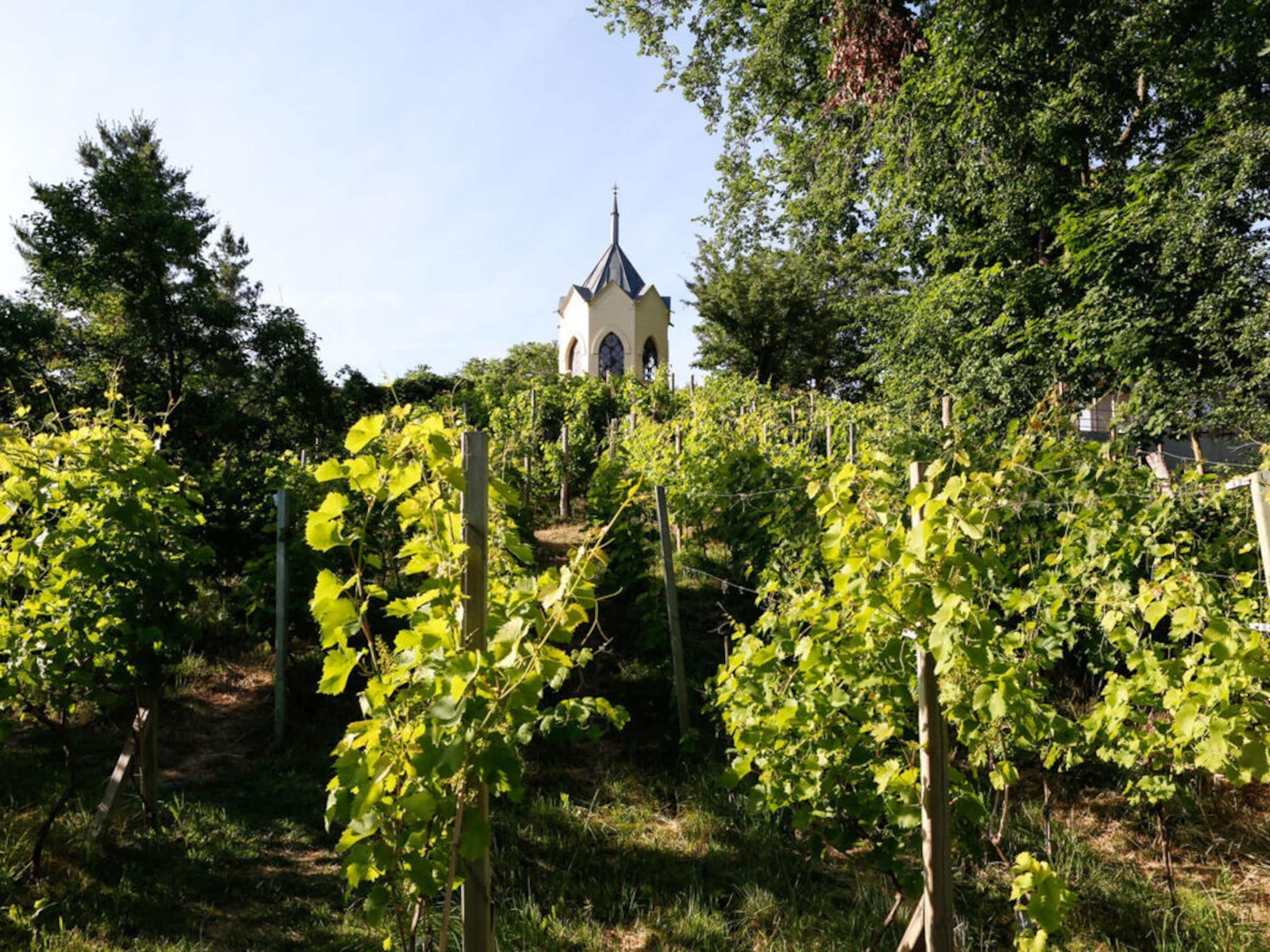 A vineyard with rows of grapevines and a church in the background.