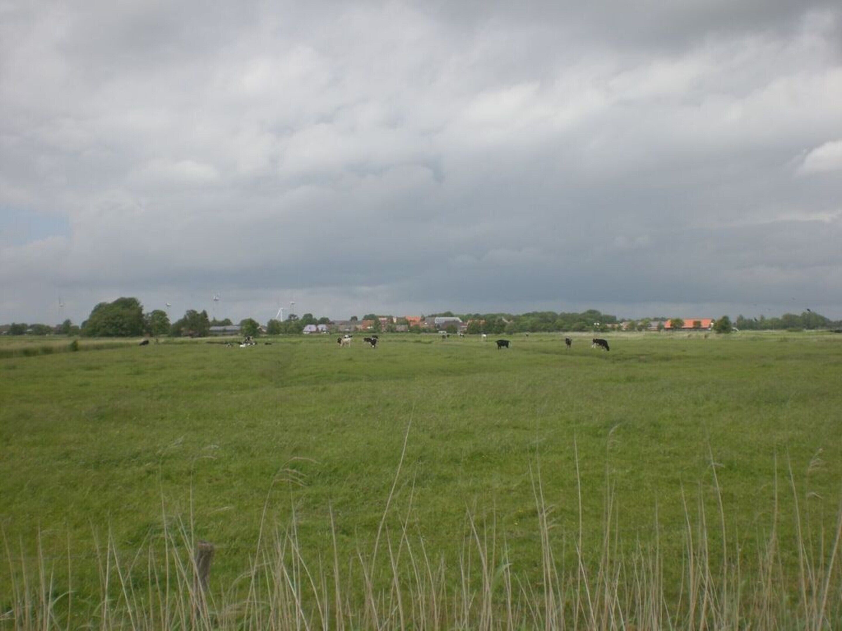 A wide-open field with cows grazing, a few buildings in the distance, and a cloudy sky.