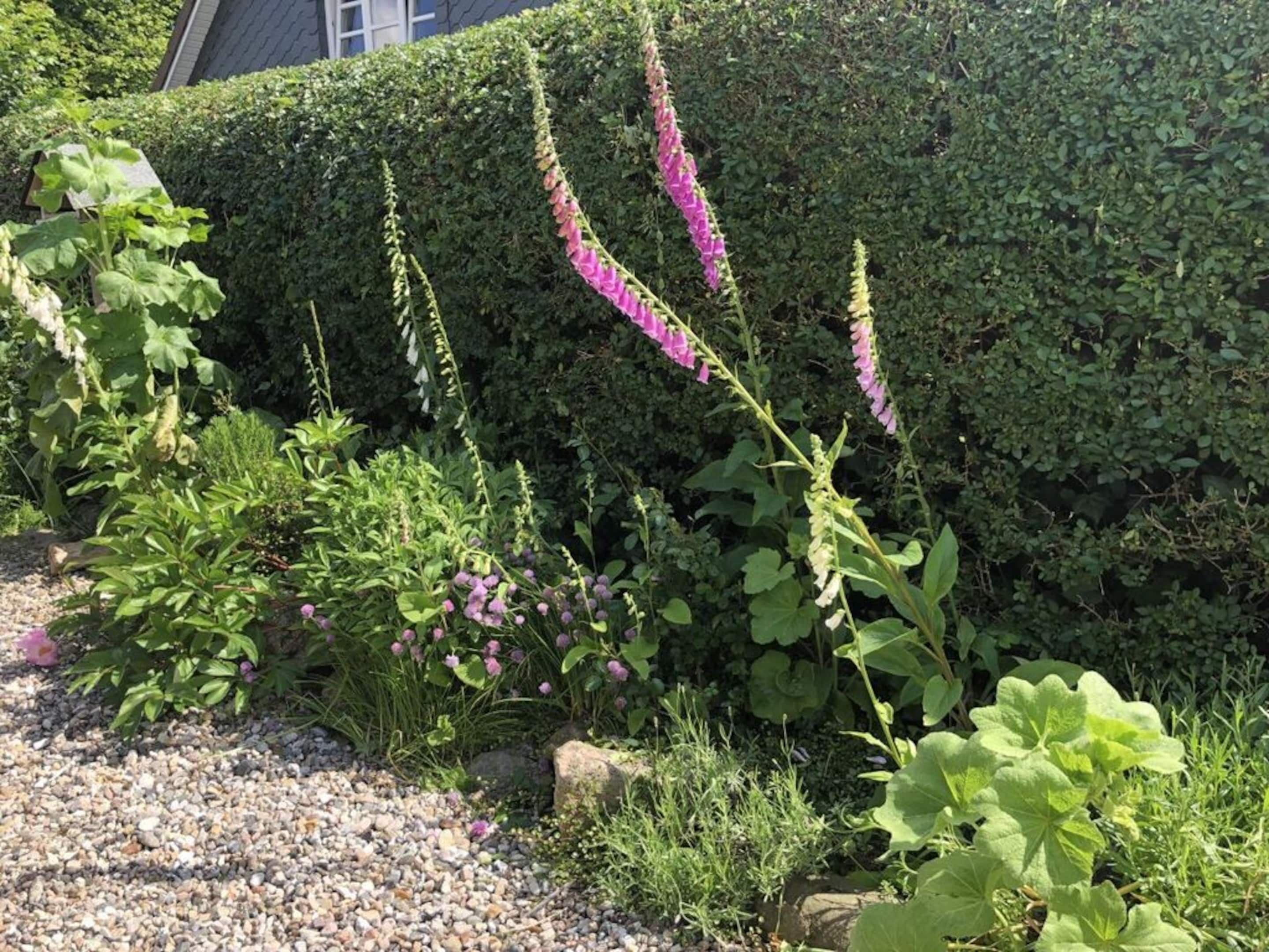 En have med forskellige planter og en hæk i baggrunden.