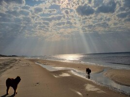 Una playa con un perro caminando por la orilla, un perro en primer plano y otro perro al fondo.