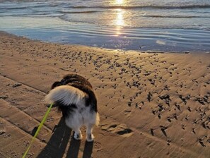 A dog walking on a sandy beach with footprints. - 4 Star Holiday Home in Saltum (Saltum)