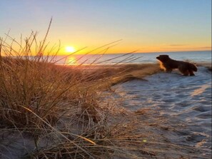 Koira rannalla auringonlaskun aikaan.