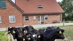 Un groupe de vaches portant des étiquettes jaunes à l’oreille, se tenant dans un enclos, avec un bâtiment en briques en arrière-plan.