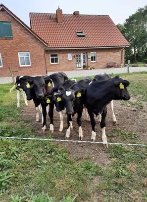 Property grounds - Meyerhoff No. 1 Modern Retreat (Norden)