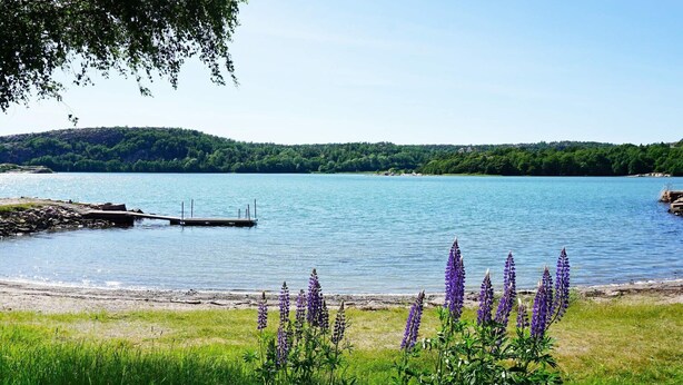 A lakeside view with a dock extending into the water, surrounded by lush greenery and purple flowers. - 5 Star Holiday Home in Lysekil (Lysekil)