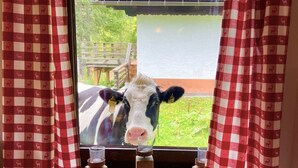 A cow looking out from a window with checkered curtains, wooden window frames, and candle holders on the sill. - Alpine Hut Hannah Comfortable Vacation Home (Hermagor-Pressegger See)