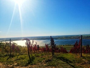A vineyard with rows of grapevines and a view of a river in the distance. - Zonnehof in het Geiseltal (Mücheln (Geiseltal))