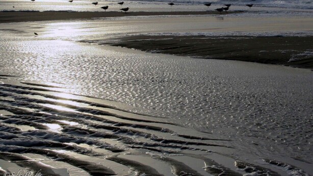 A beach with waves and birds. - Holiday Apartment New Love (Zingst)